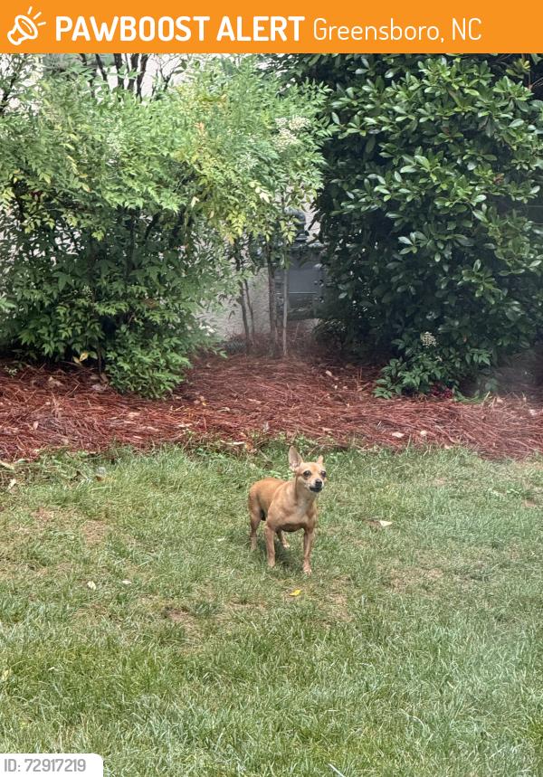 Found/Stray Unknown Dog last seen Benfield Drive Greensboro, nc , Greensboro, NC 27410