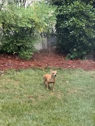 Found/Stray Unknown Dog last seen Benfield Drive Greensboro, nc , Greensboro, NC 27410