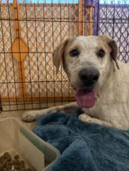 Reunited Female Dog last seen Near FM 775 Floresville Tx 78114, Floresville, TX 78114
