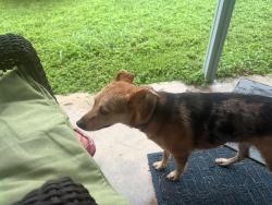 Found/Stray Female Dog last seen Judson and Oak Country Way, San Antonio, TX 78247