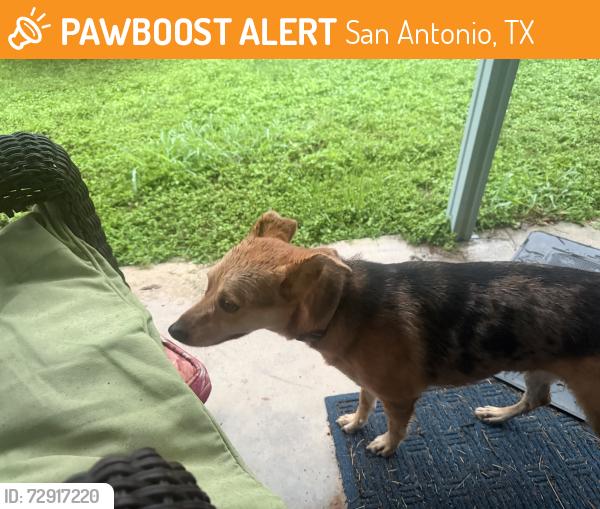 Found/Stray Female Dog last seen Judson and Oak Country Way, San Antonio, TX 78247