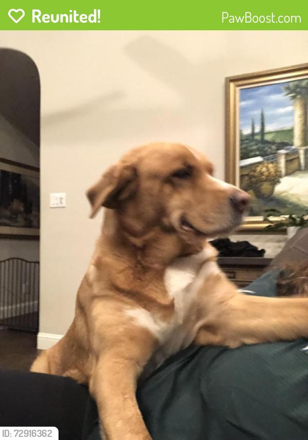 Reunited Female Dog last seen lakeshore drive. flowermound , Flower Mound, TX 75028