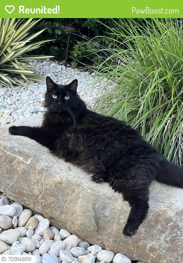 Reunited Male Cat last seen First court, Virginia Beach, VA 23455