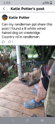 Found/Stray Female Dog last seen Near creekridge country Rd randleman NC 27317, Randleman, NC 27317
