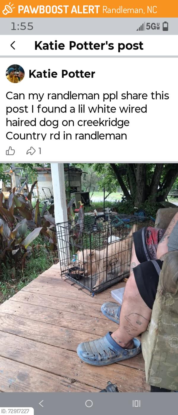 Found/Stray Female Dog last seen Near creekridge country Rd randleman NC 27317, Randleman, NC 27317