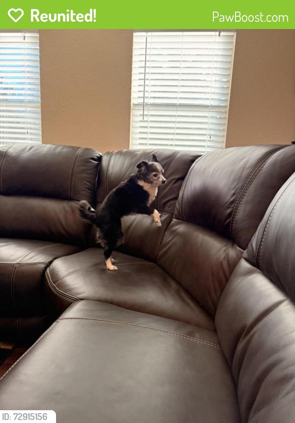 Reunited Male Dog last seen Chiwawa, Colorado Springs, CO 80918