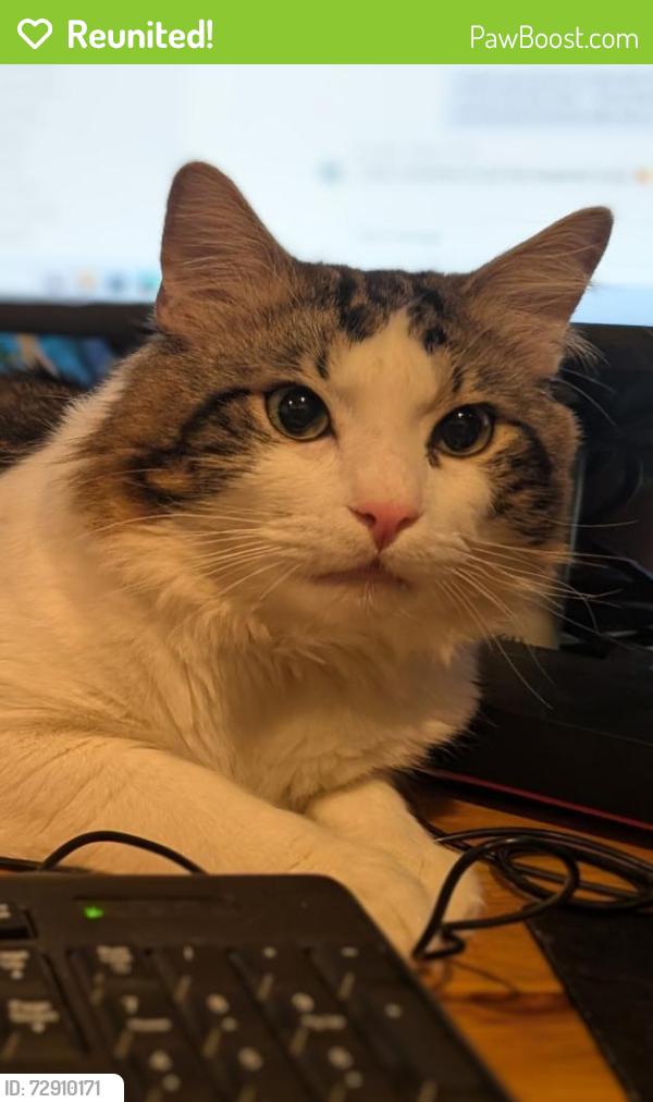 Reunited Male Cat last seen 91st and Danforth , Gig Harbor, WA 98329