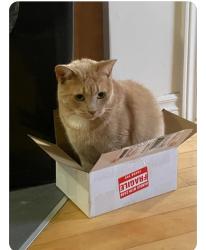Reunited Male Cat last seen Cummings/Donald or Cummings/Borthwick Ave, Ottawa, ON 