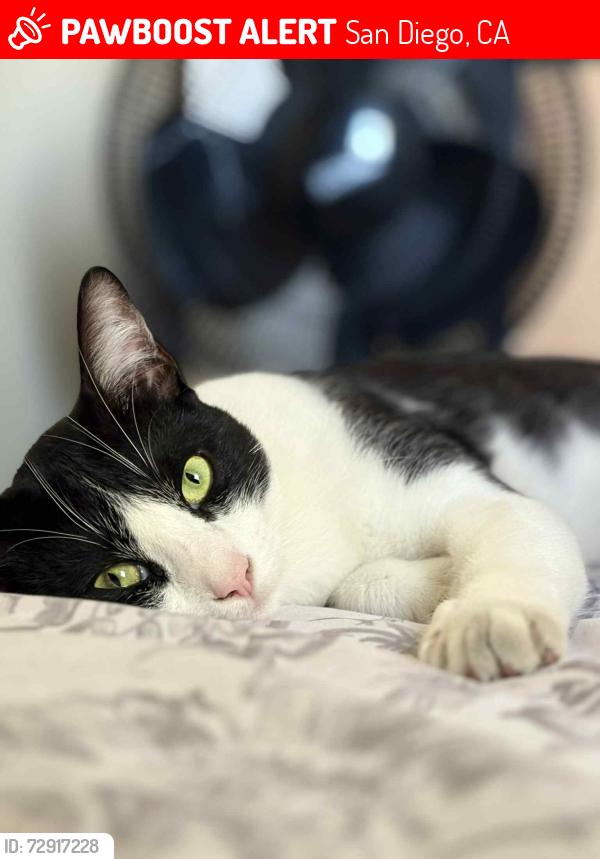 Lost Male Cat last seen Near E beyer blvd , San Diego, CA 92173