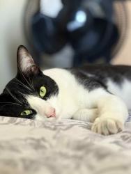 Lost Male Cat last seen Near E beyer blvd , San Diego, CA 92173