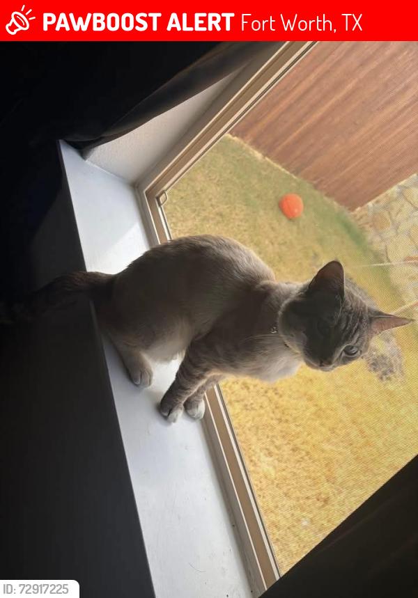 Lost Male Cat last seen Ranger hill ave , Fort Worth, TX 76108
