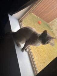 Lost Male Cat last seen Ranger hill ave , Fort Worth, TX 76108