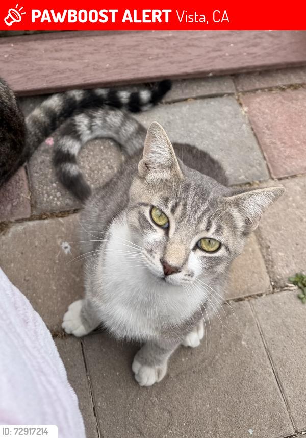 Lost Male Cat last seen Cocapah st Vista CA 92083 , Vista, CA 92083