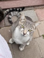 Lost Male Cat last seen Cocapah st Vista CA 92083 , Vista, CA 92083