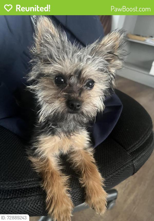 Reunited Female Dog last seen Near Lanham Severn Rd, Lanham, MD 20706
