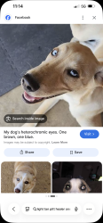 Lost Male Dog last seen Lyman. & Topeka blvrd, Topeka, KS 66608