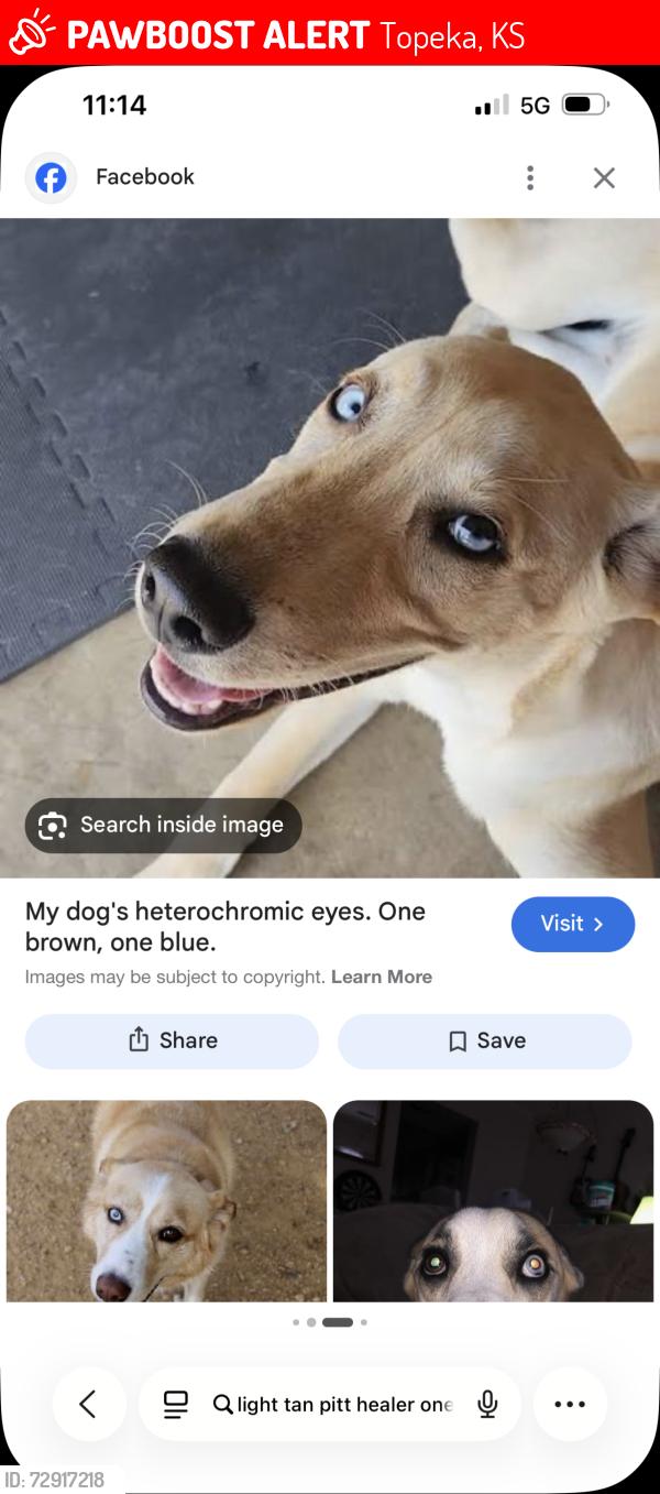Lost Male Dog last seen Lyman. & Topeka blvrd, Topeka, KS 66608