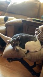 Reunited Female Dog last seen Willow Lawn Dr. And Patterson Ave., Richmond, VA 23226