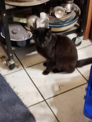 Reunited Male Cat last seen Leigh Ave and Race Street, Princeton NJ, Princeton, NJ 08540