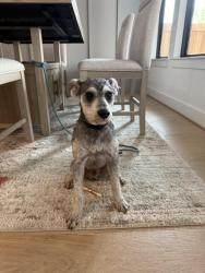 Found/Stray Male Dog last seen Neighborhood, Sugar Land, TX 77479