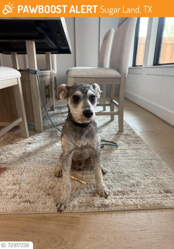Found/Stray Male Dog last seen Neighborhood, Sugar Land, TX 77479