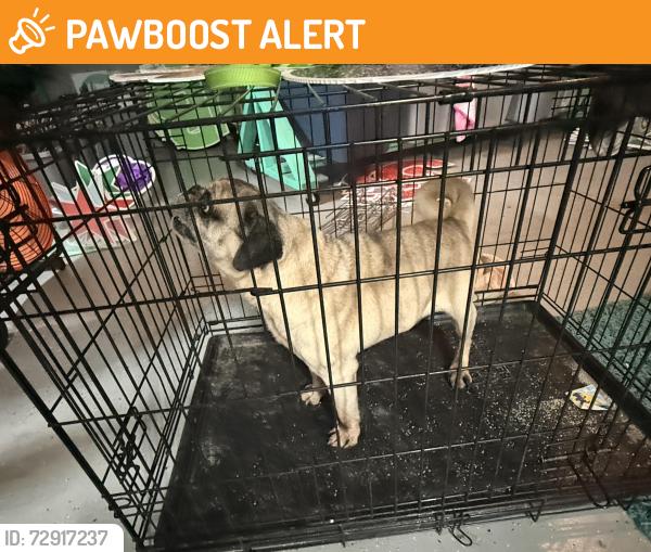 Found/Stray Male Dog last seen Rosson Rd , Paloma Creek South, TX 75068