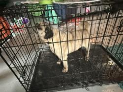 Found/Stray Male Dog last seen Rosson Rd , Paloma Creek South, TX 75068