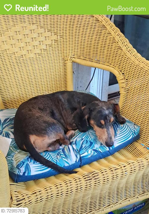 Reunited Male Dog last seen Highland Ave & E 11th st , Lehigh Acres, FL 33972