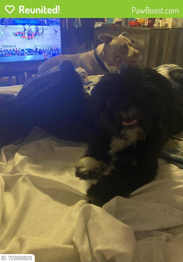 Reunited Male Dog last seen Martin drive area, Milwaukee, WI 53208