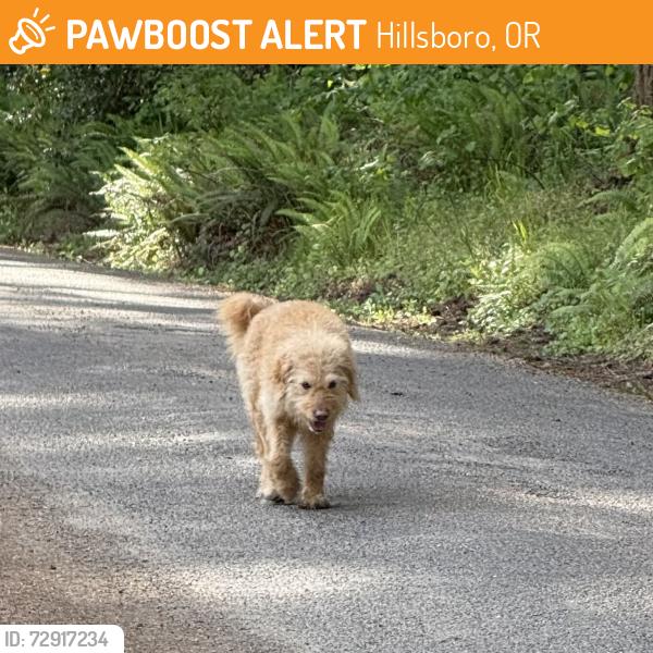 Found/Stray Unknown Dog last seen Near SW STRAWBERRY HILL DRIVE, Hillsboro, OR 97123