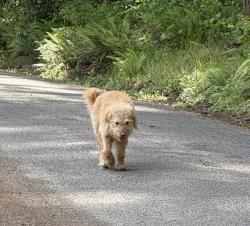 Found/Stray Unknown Dog last seen Near SW STRAWBERRY HILL DRIVE, Hillsboro, OR 97123