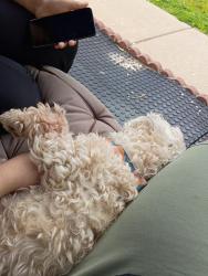 Reunited Male Dog last seen kathlyn , Berkeley, MO 63134