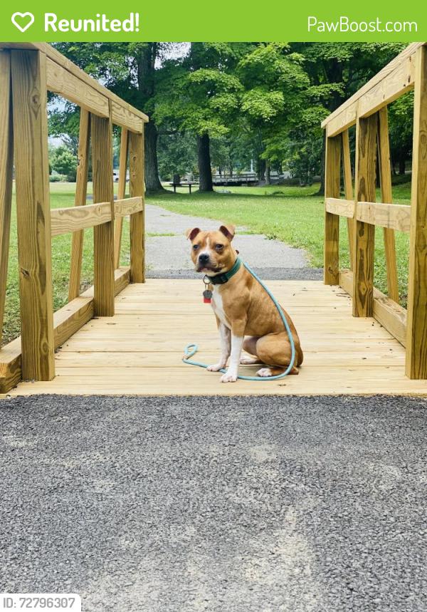 Reunited Female Dog last seen Hanes Ave , Winston-Salem, NC 27105