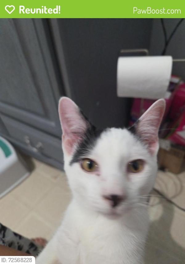 Reunited Male Cat last seen West 3rd ave, Vancouver, BC 