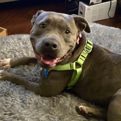Shelter Stray Female Dog last seen Near BRECKEN LANE Lithonia, 30058, 30058, GA, Atlanta, GA 30341