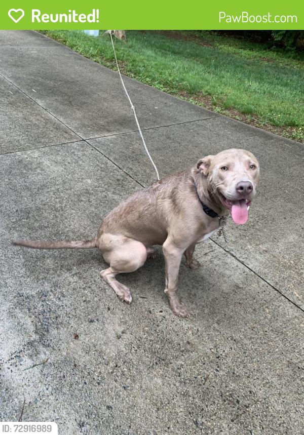Reunited Male Dog last seen River Rd., Advance, NC 27006