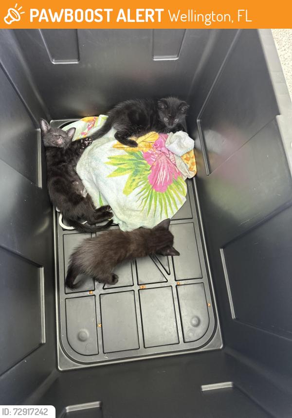 Found/Stray Male Cat last seen In front of our home, Wellington, FL 33414