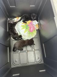 Found/Stray Male Cat last seen In front of our home, Wellington, FL 33414