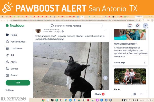 Found/Stray Male Dog last seen Quail Creek/Bowen, San Antonio, TX 78250