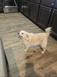 Reunited Female Dog last seen Tree line & Sahara, Sunrise Manor, NV 89142