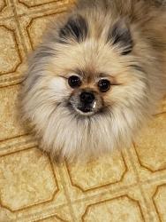 Lost Female Dog last seen Near Valley View Drive, Gatesville Tx. , Gatesville, TX 76528