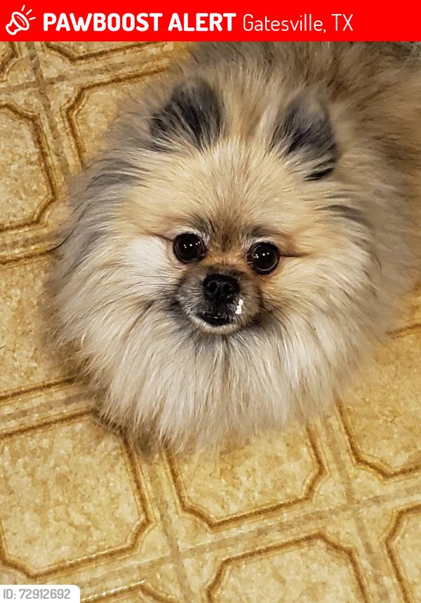 Lost Female Dog last seen Near Valley View Drive, Gatesville Tx. , Gatesville, TX 76528