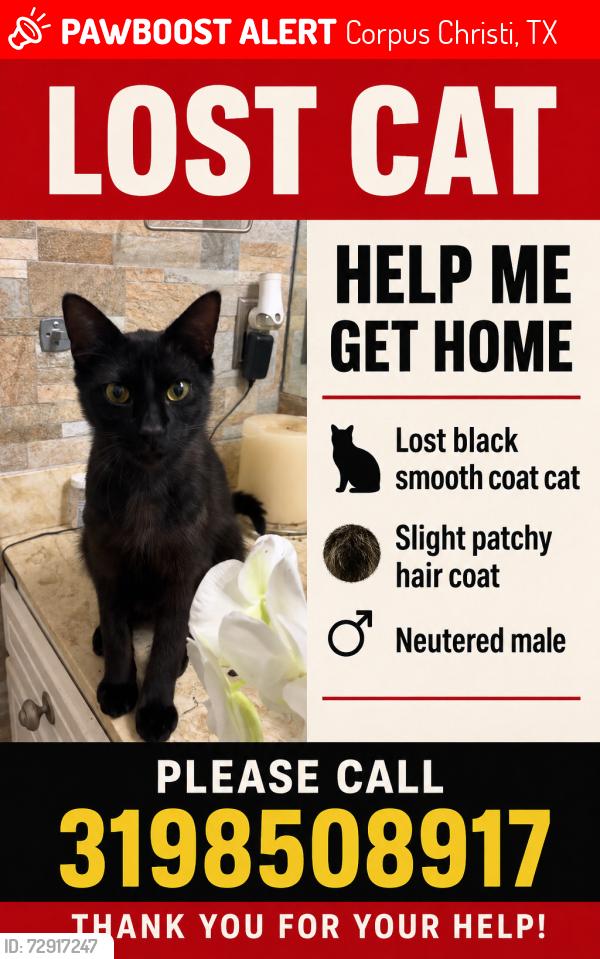 Lost Male Cat last seen Castle Valley Drive/Castle River Drive and McKinzie Rd, Corpus Christi, TX 78410