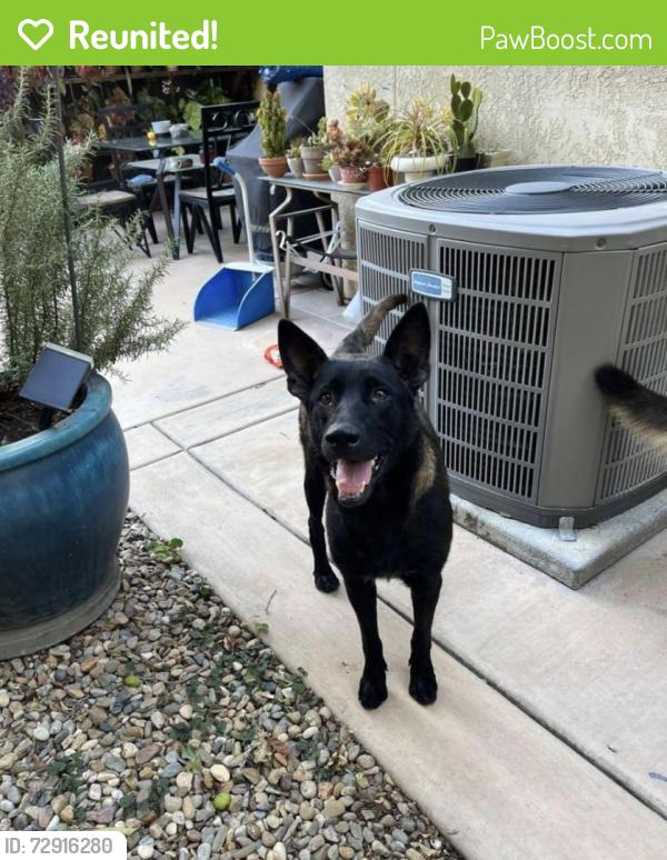 Reunited Female Dog last seen Fall creek way, Mendel way, Sacramento, CA 95833