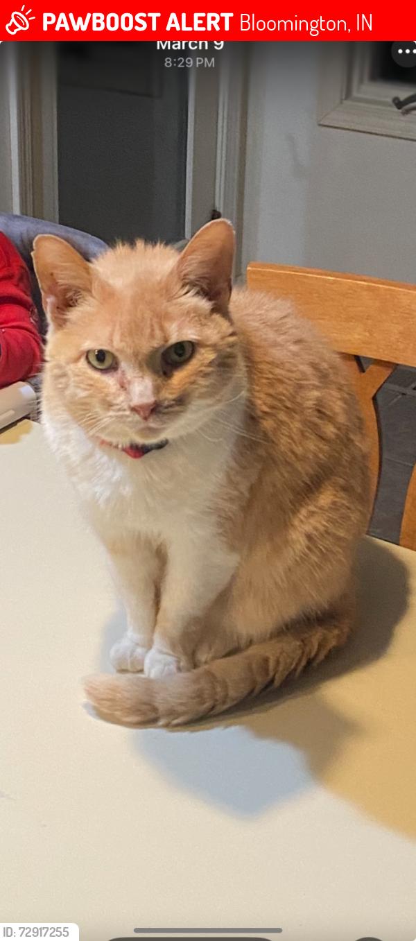 Lost Female Cat last seen Bethel lane , Bloomington, IN 47408