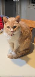 Lost Female Cat last seen Bethel lane , Bloomington, IN 47408