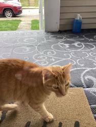 Reunited Unknown Cat last seen Moore Street. Near Valos Candy , Arnold, PA 15068