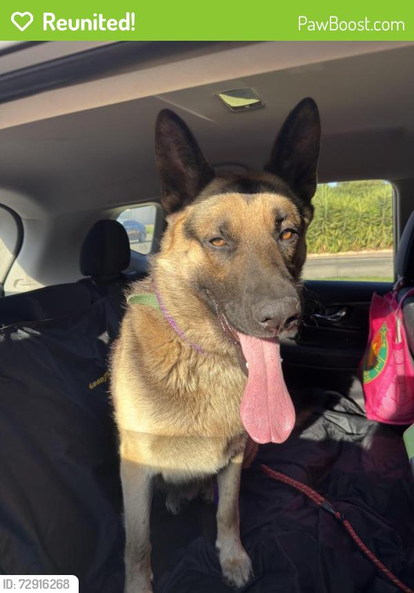 Reunited Male Dog last seen Fall creek way, Mendel way, Sacramento, CA 95833
