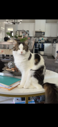Lost Male Cat last seen Brighton Landing neighborhood, Grovetown, GA 30813