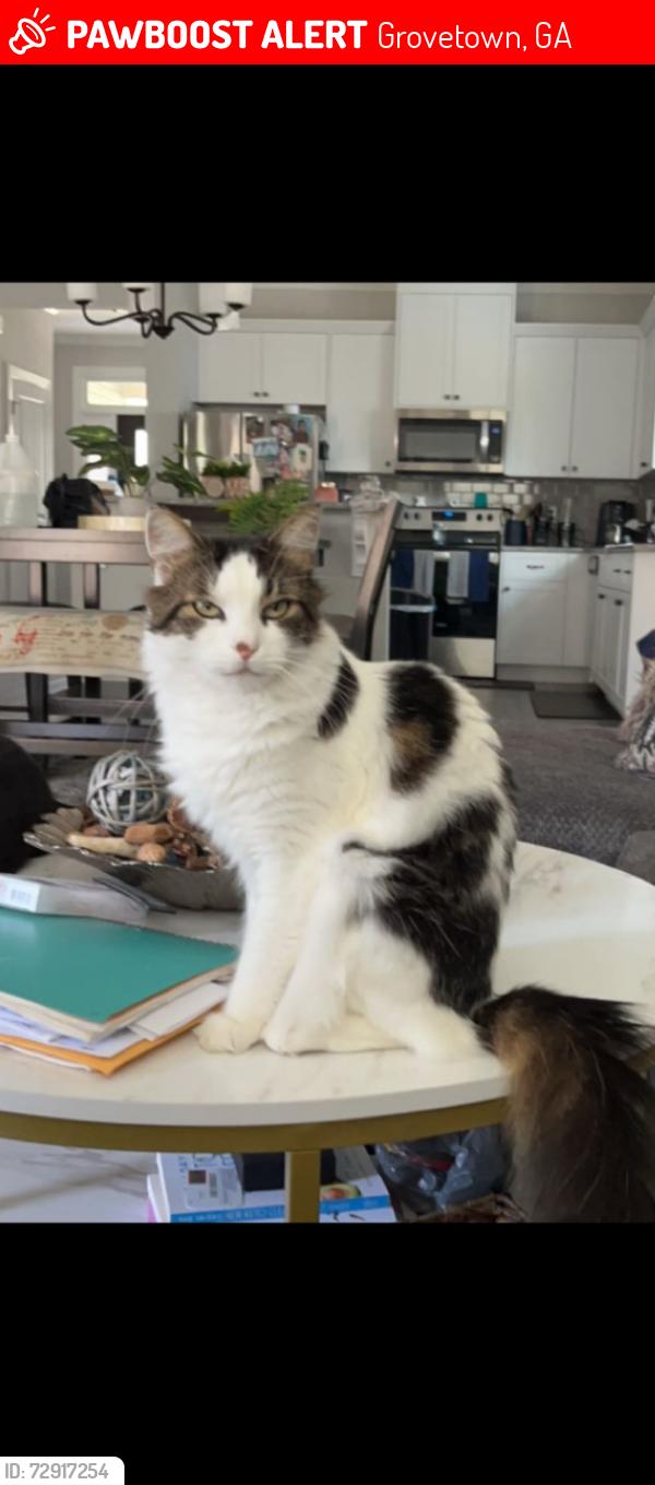 Lost Male Cat last seen Brighton Landing neighborhood, Grovetown, GA 30813